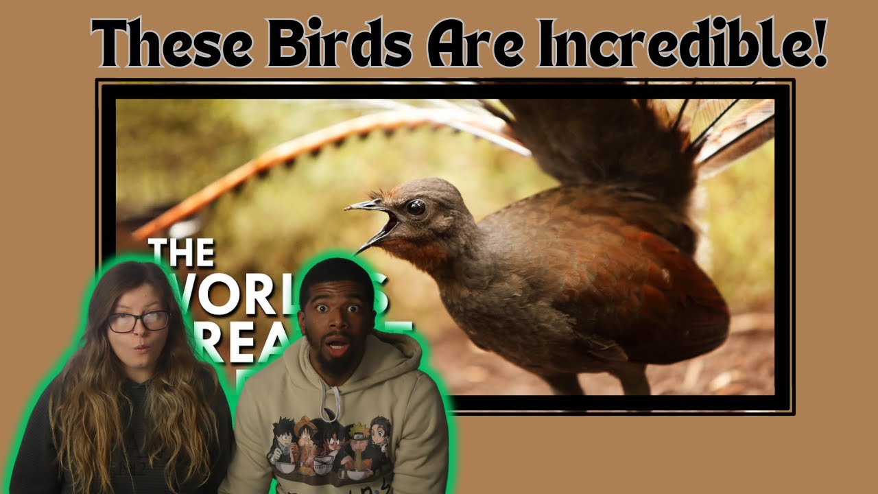 AMERICANS REACT TO Lyrebird: The World’s Greatest Mimic