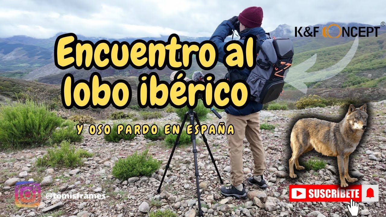 Encuentro lobos ibéricos y osos pardos +SORTEO || Fotografía de fauna salvaje Ep. 16