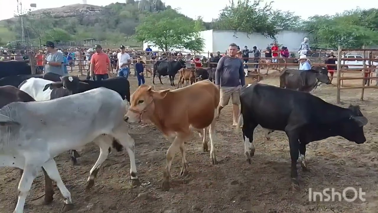 Visitamos a feira de gado pocinhos pb 