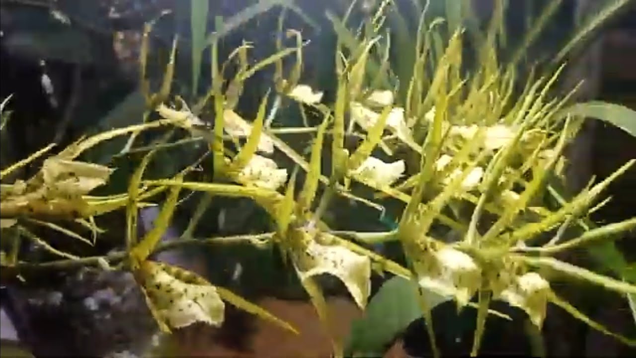 Replante da orquídea Brassia no toquinho acoplada no pet