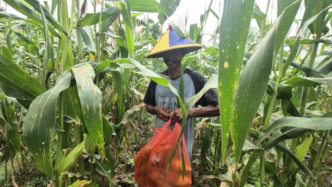 PANEN JAGUNG MANIS BERSAMA PAK KASTURI