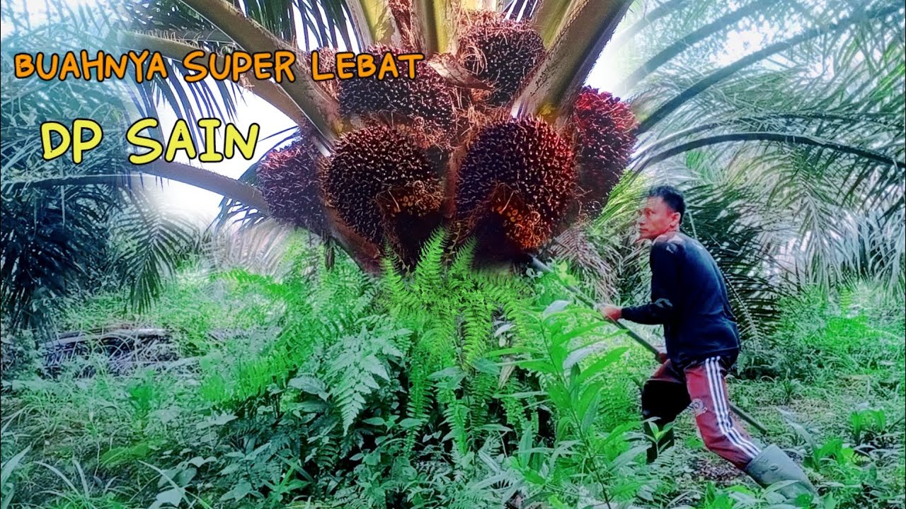 Panen Sawit Unggul Dp Sain 1 Calabar Memang Idaman petani