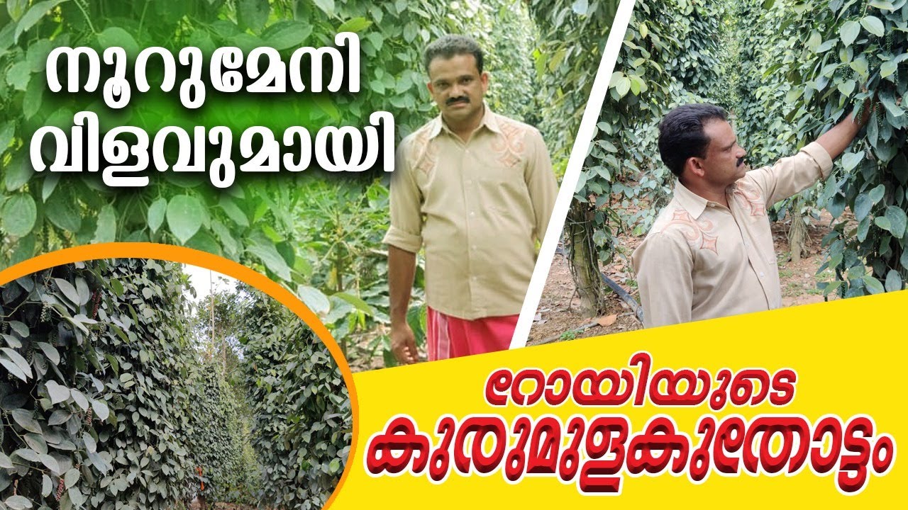 നൂറുമേനി വിളവുമായി റോയിയുടെ കുരുമുളകുതോട്ടം| Antony muniyara vlogs#pepper#cultivation