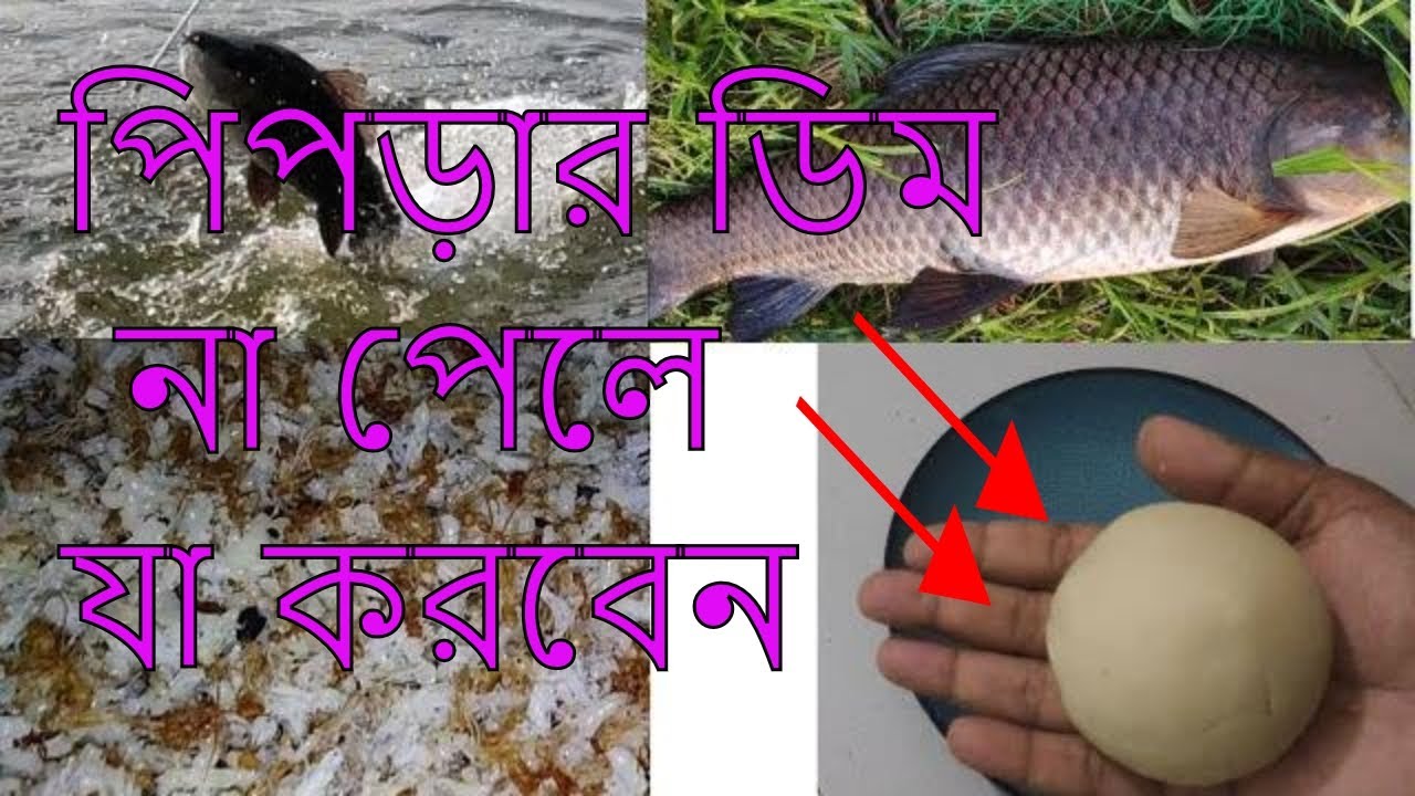 How to make alternative ant egg bait. পিপড়ার ডিম না পেলে যা করবেন। All fish bait without ant egg.