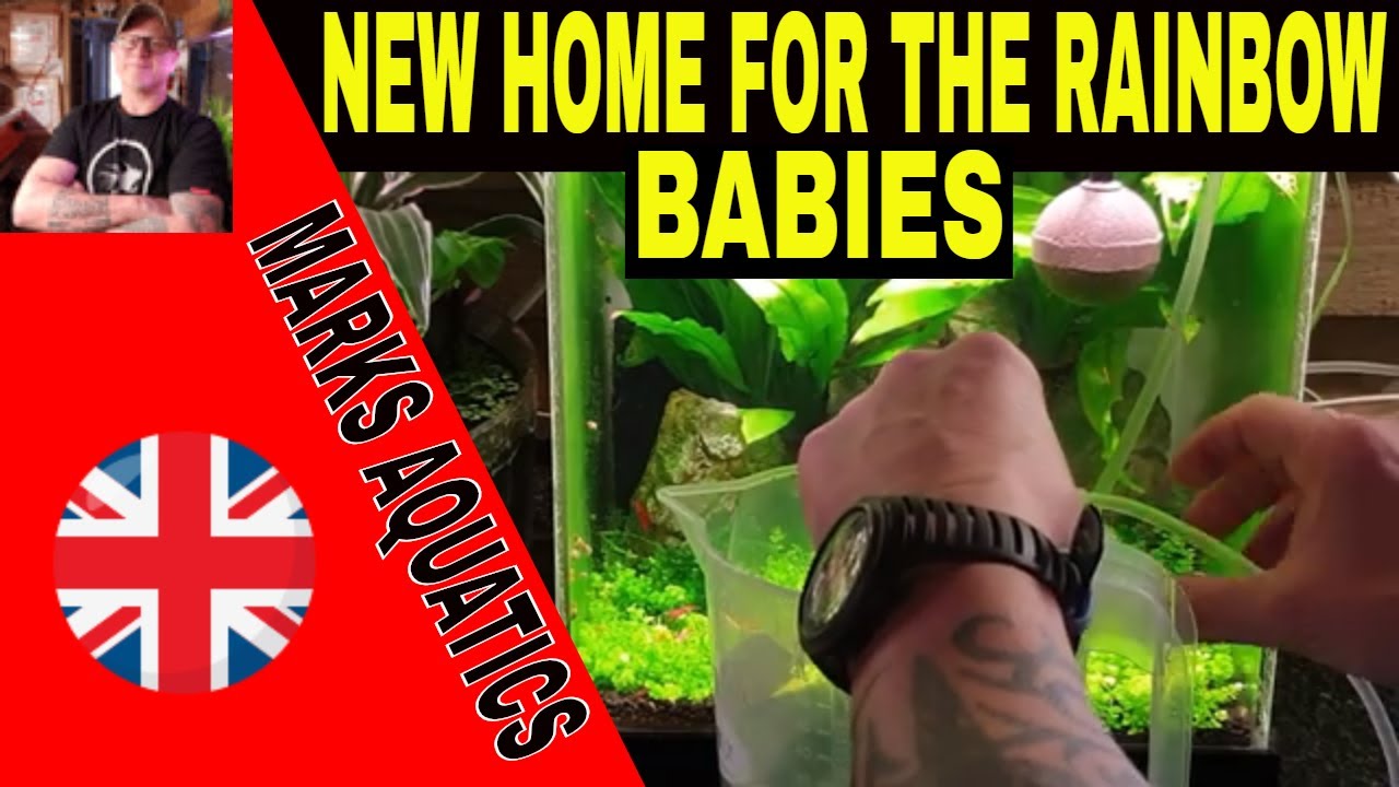 THE DWARF NEON RAINBOW FISH FRY GO IN THE SHRIMP TANK.