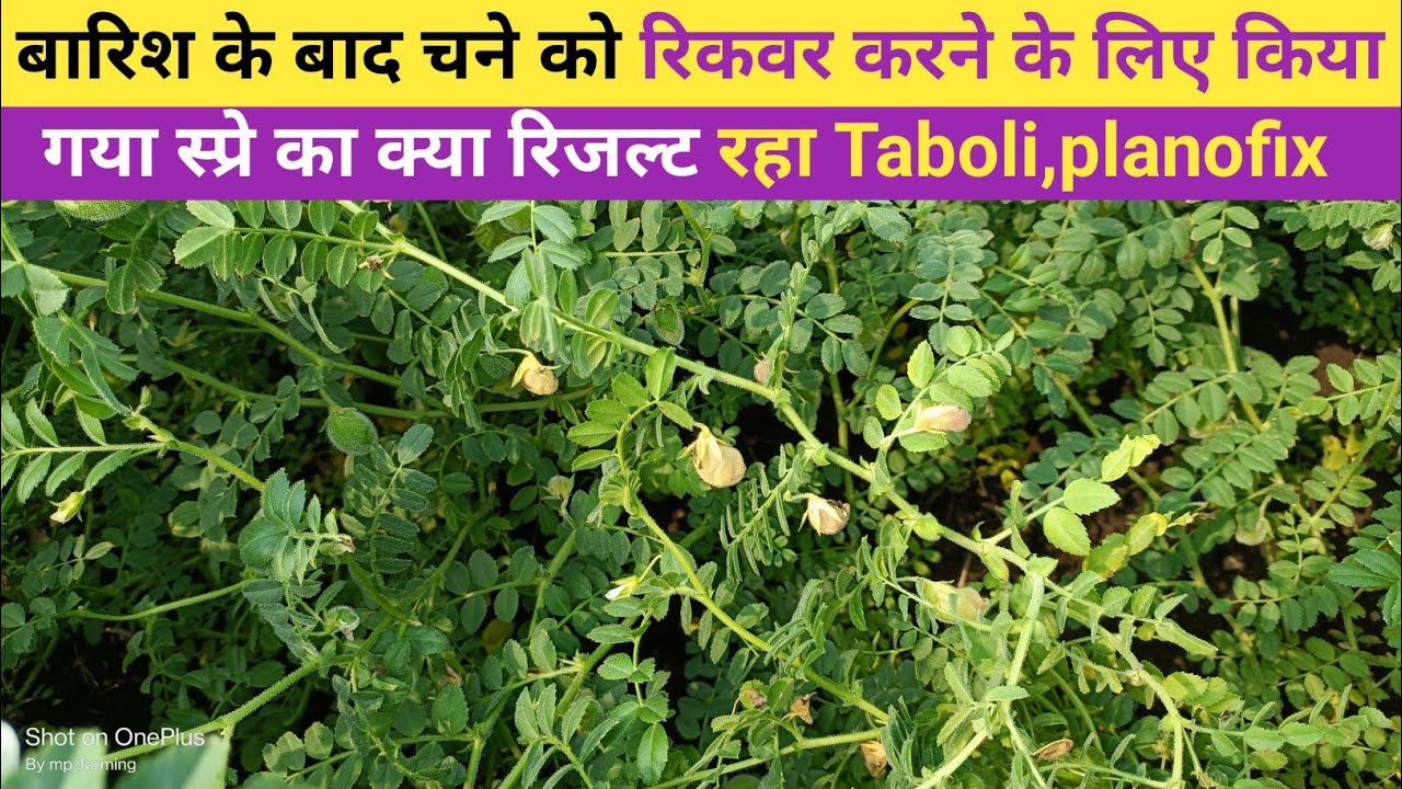 पानी के बाद चने को कैसे संभाले | चने की हाइट कैसे रोके | धुंध से चने को कैसे बचाएं | chane ki kheti