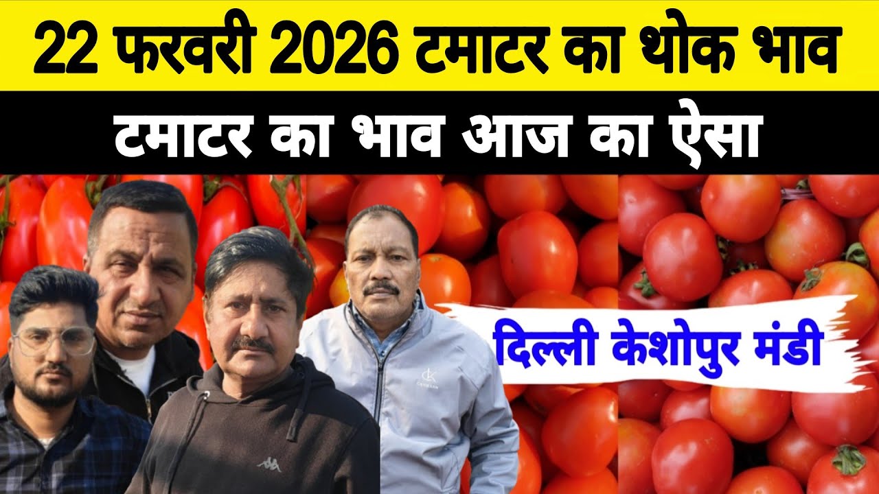 23 Feb 2026 Delhi 🍅 टमाटर होलसेल भाव | Keshopur Mandi | Today Tomato Rate #tamatar #tamatarmandi