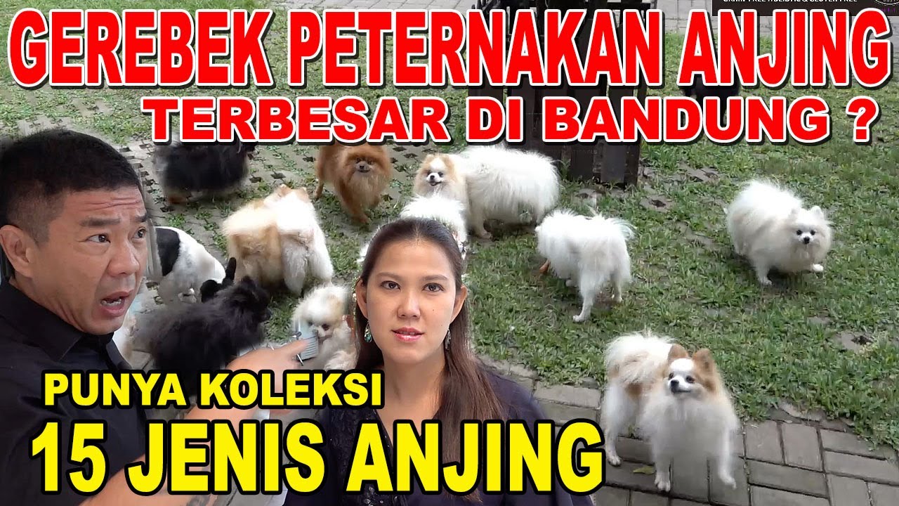 15 JENIS ANJING ADA DI KENNEL INI !!! - KENNEL TERBESAR DI BANDUNG ?