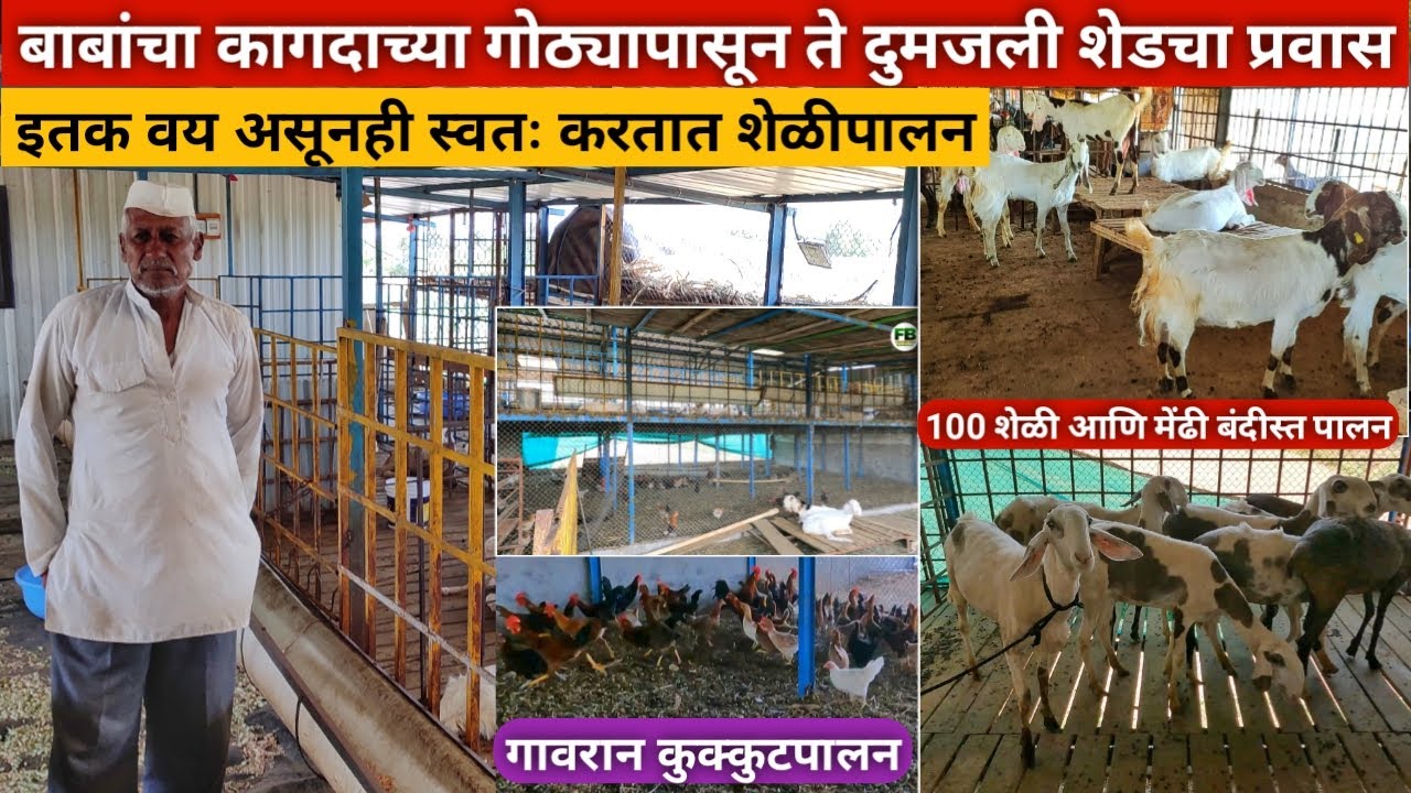 बाबा करतात 100 मेंढी आणि शेळ्यांचे बंदिस्त पालन | Sheli palan and mendhi palan | Goat Farming