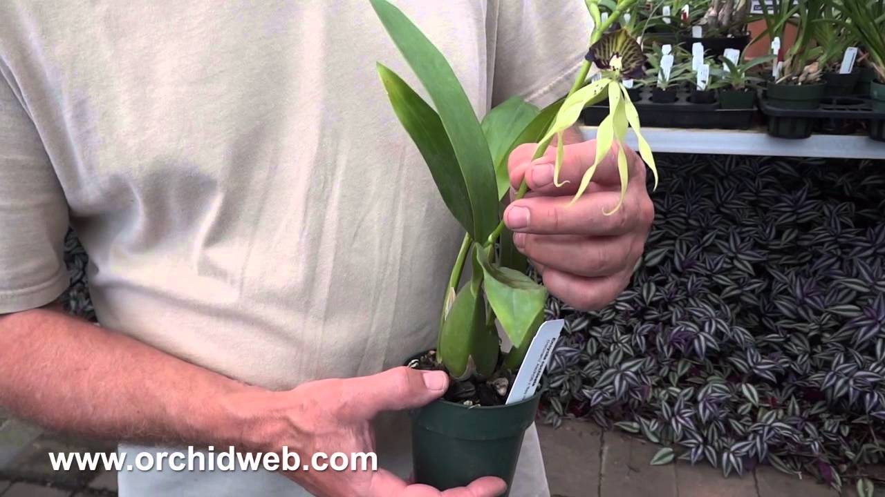 OrchidWeb - Encyclia cochleata