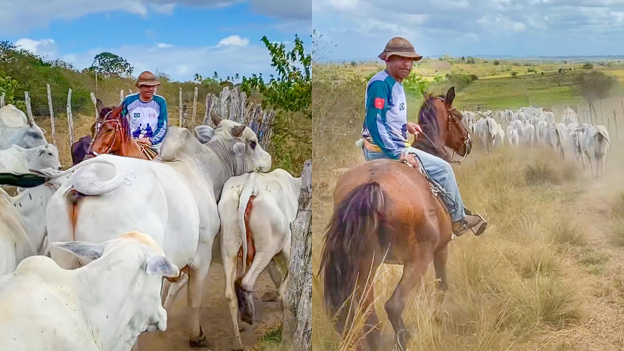 VAQUEIRO TRANSFERE GADO NELORE DE UM CERCADO PARA OUTRO 🐮| DANILO PIMENTA