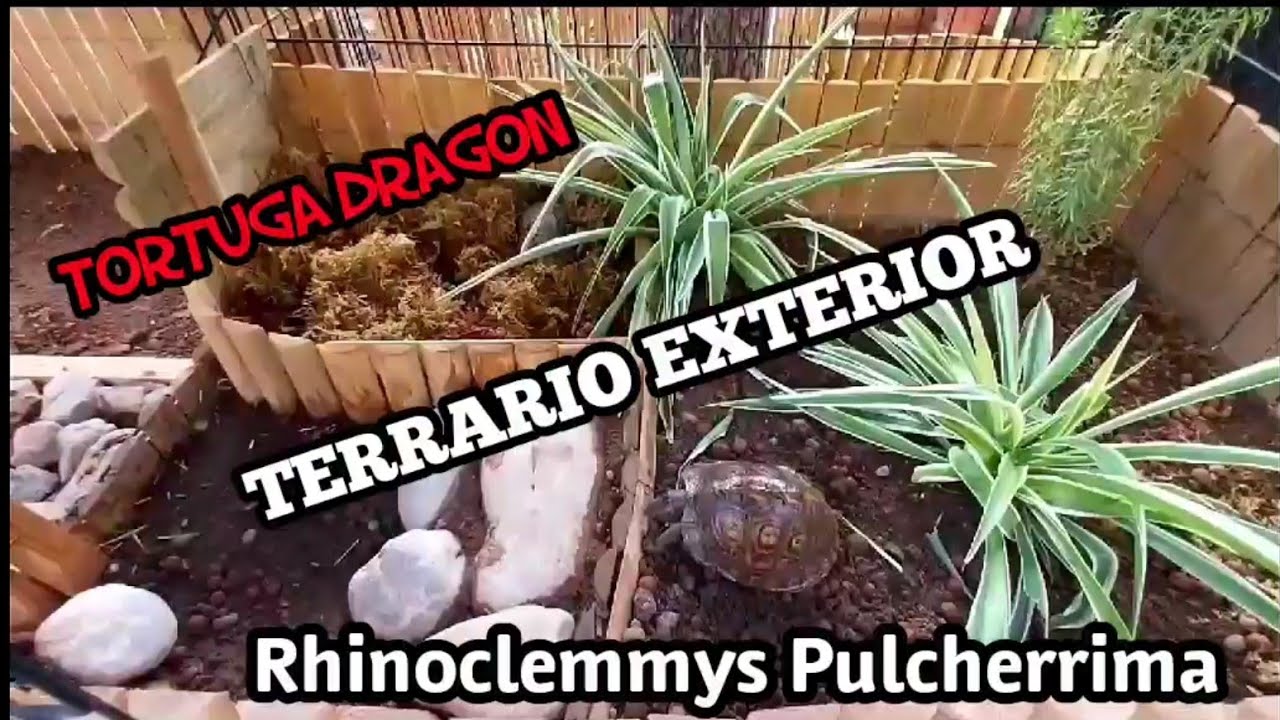 Terrario exterior Tortuga DRAGON Rhinoclemmys Pulcherrima