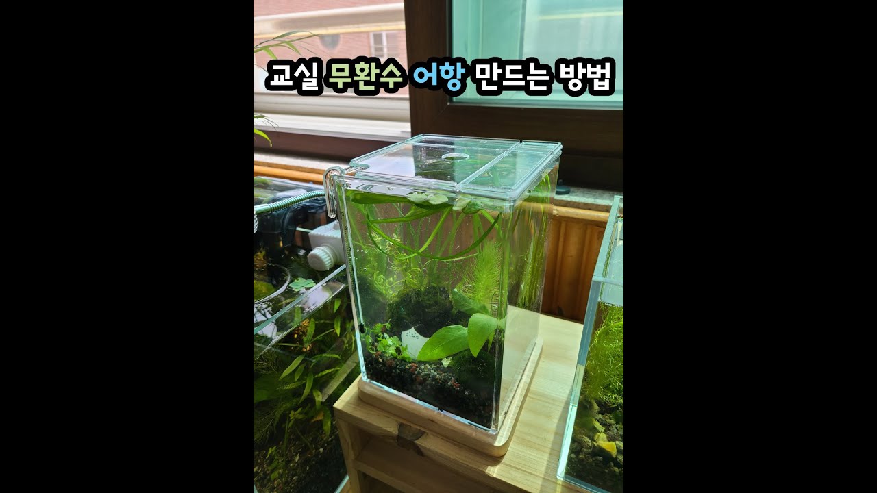 [초간단] 교실 무환수 어항 만드는 방법 #무환수 #walstad #무여과