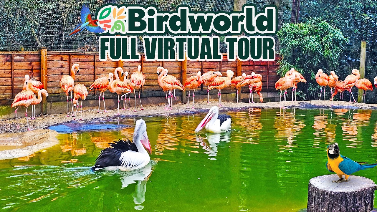 Explore BIRDWORLD UK | Full Virtual Tour of the UK's Largest Bird Park (Mar 2026) [4K]