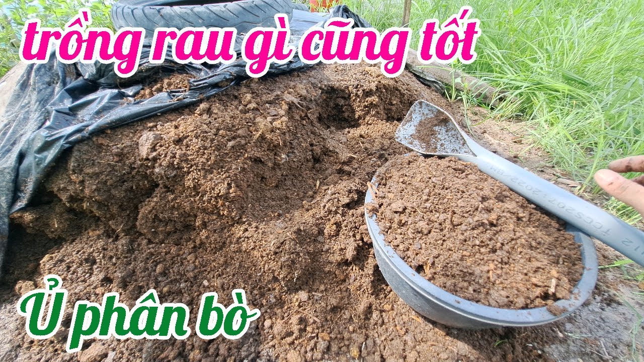 Ủ phân bò trồng Rau gì cũng tốt