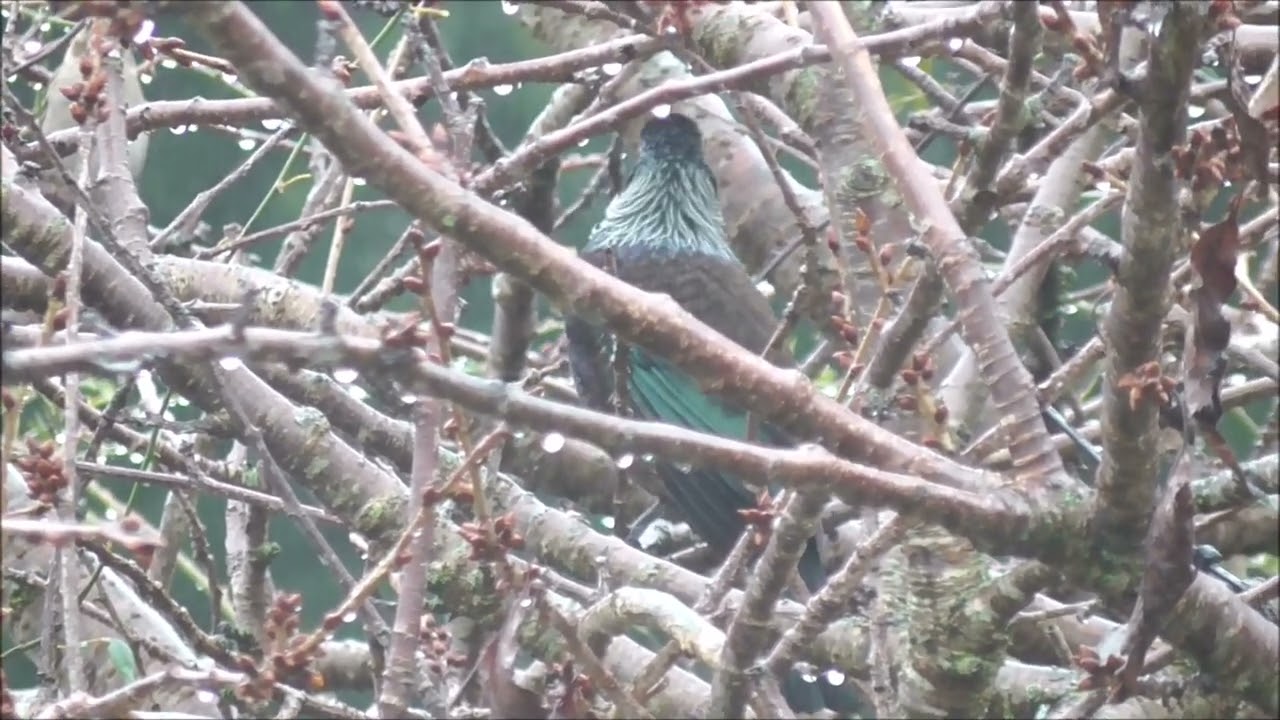 drinking Tui in the rain