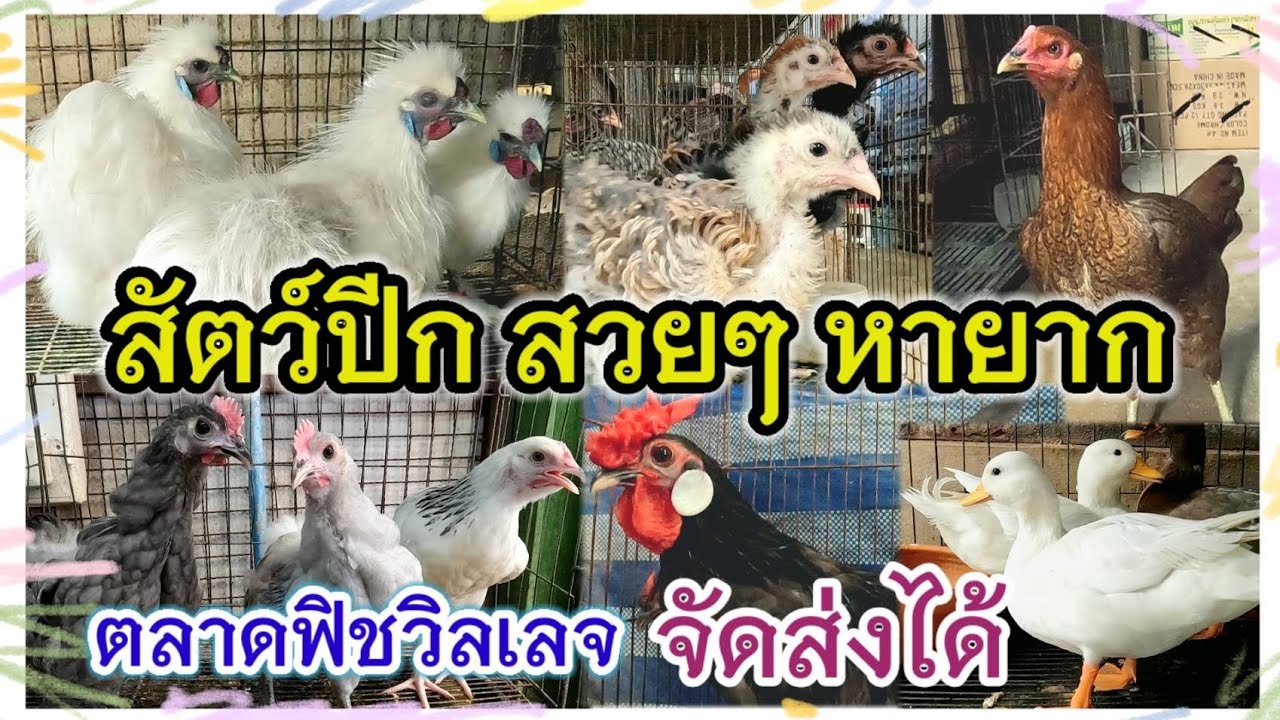 อัปเดตราคาไก่ เป็ด ห่าน ฯลฯ ตลาดฟิชวิลเลจ บ้านโป่ง ราชบุรี ร้านกิตติพันธ์ ฟาร์ม จัดส่งได้ 