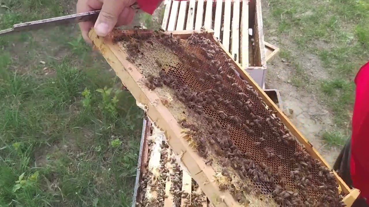 69.  Scade temperatura, cum protejăm puietul? 
