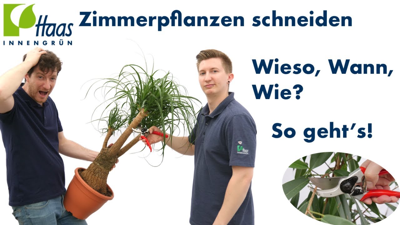 Blumen, Pflanzen, Zimmerpflanzen schneiden? So schneidest du dein Pflanzen richtig!
