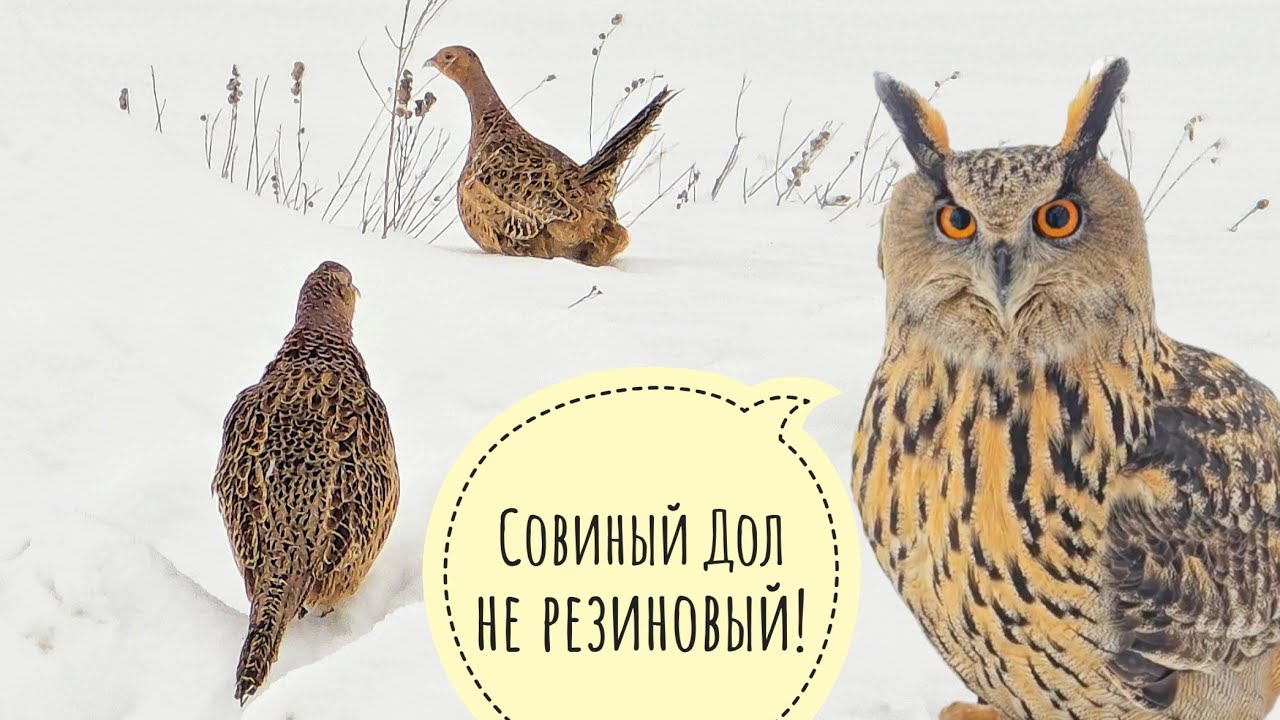 У нас фазанов прибыло! Ждём новый снегопад. Сыч Лучик специально закаляется 