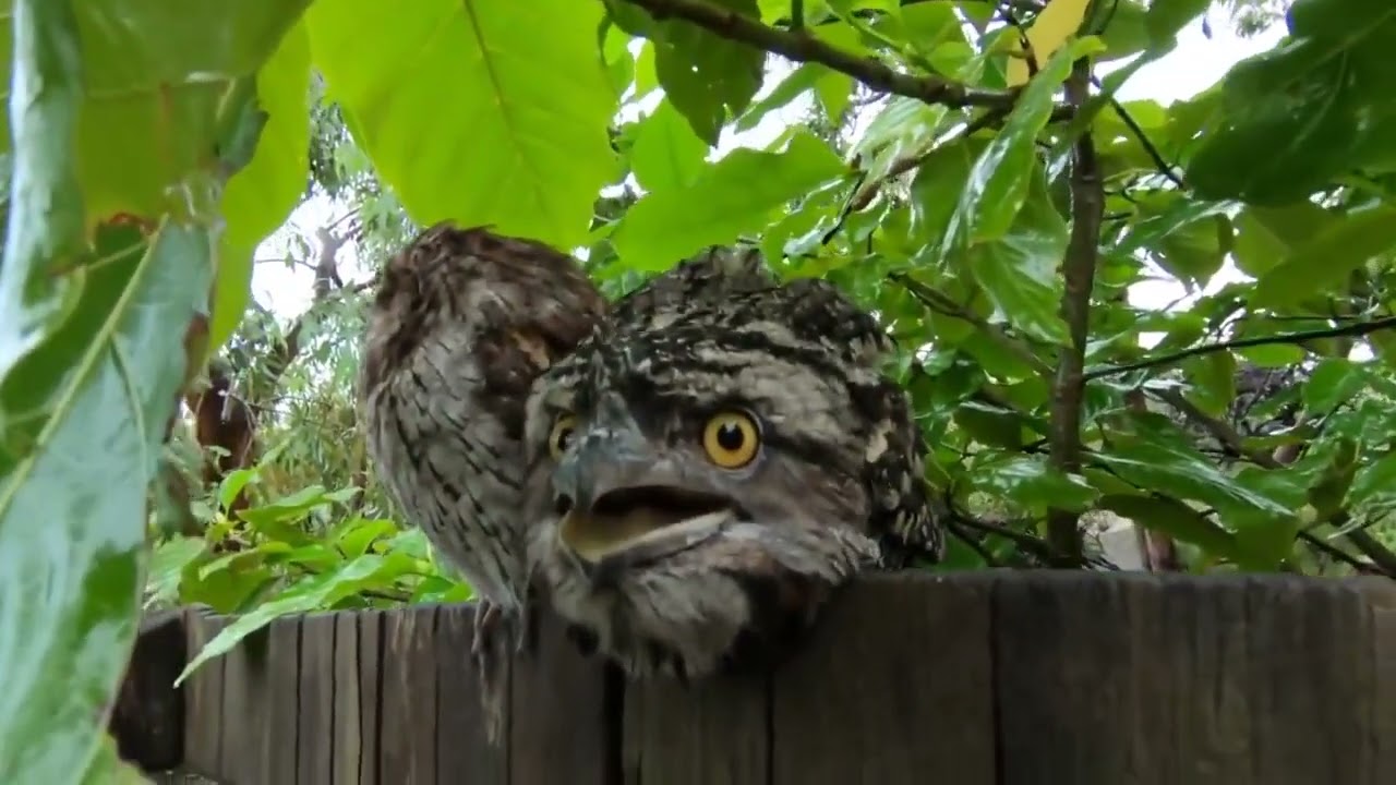 Tawny Frogmouths (Podargus strigoides)