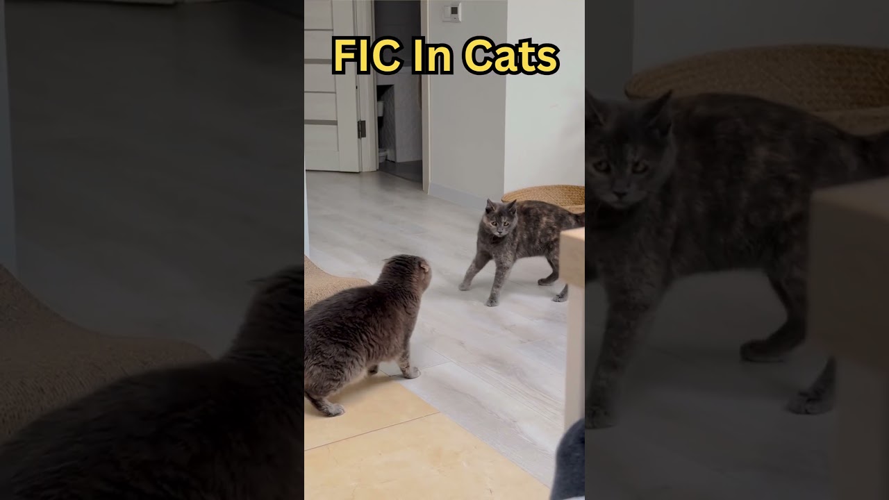 FIC: When Stress Hurts Your Cat&rsquo;s Bladder