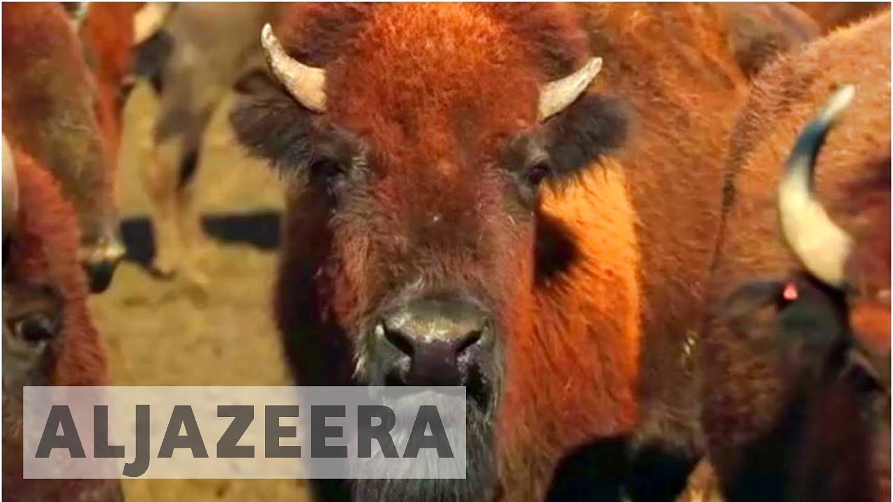 Bringing back the bison - TechKnow