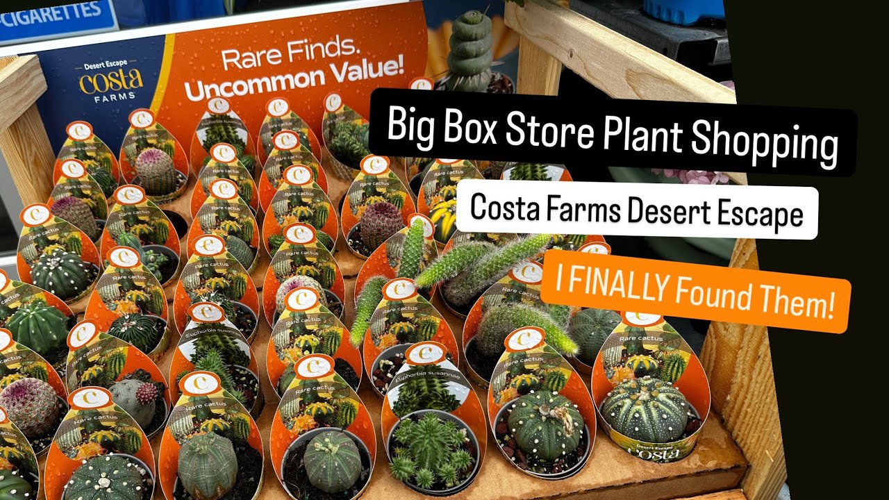 Big Box Store Plant Shopping Walmart Has Costa Farms Rare Cactus Desert Escape Plant Finds Cheap