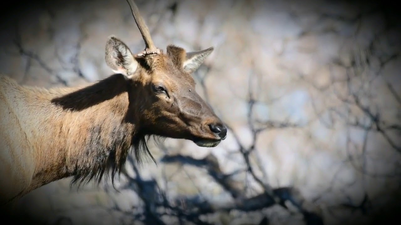 Elk Shedding Antler