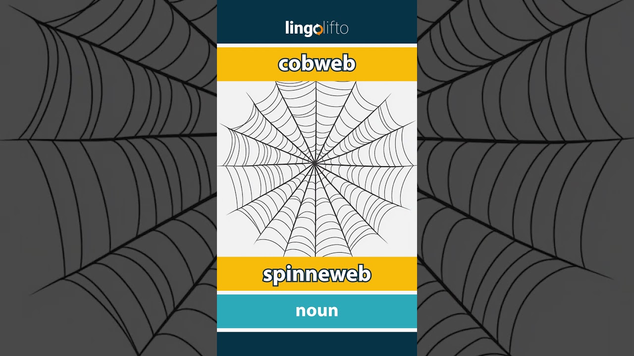 🇬🇧🇳🇱 cobweb - spinneweb : vocabulary builder : learn English : laten we Engels leren