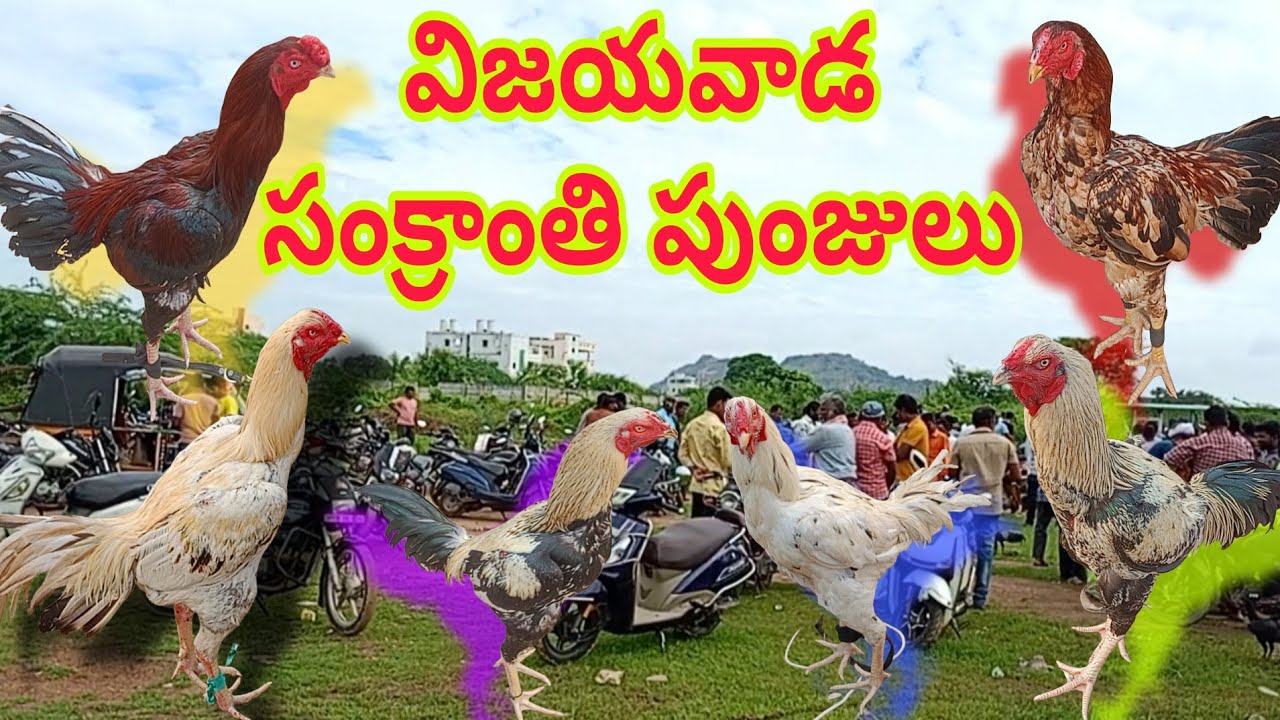 విజయవాడ కోళ్ల మార్కెట్ ఎటు చూసినా పుంజులే @Dailypetslife 