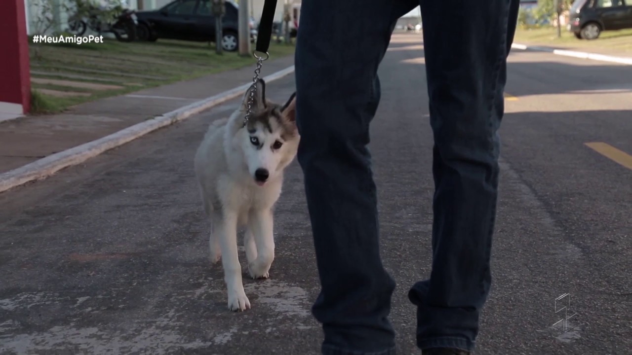Kakasha: aprenda a lidar com cachorro bagunceiro