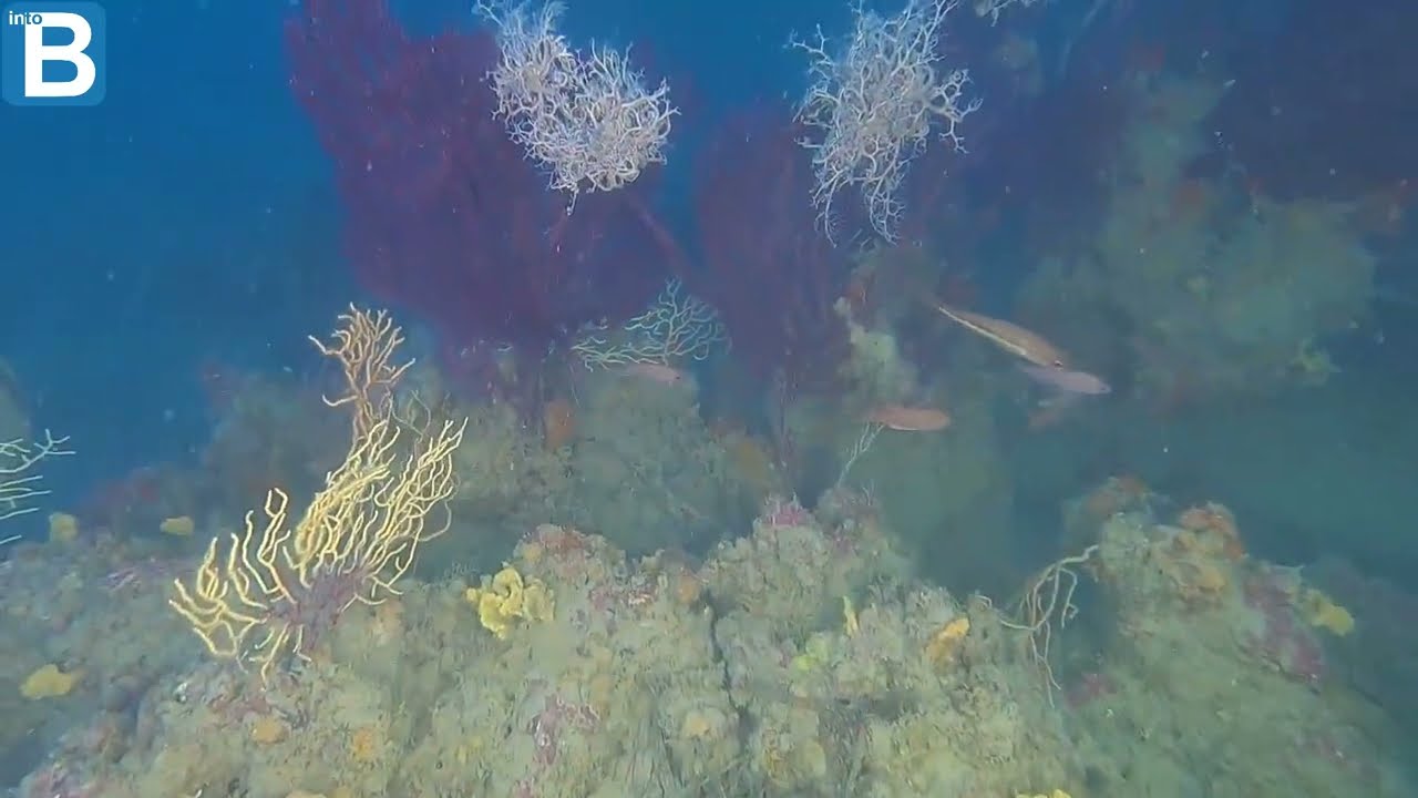Basket Star - Stella Gorgone - Astrospartus mediterraneus - intotheblue.it