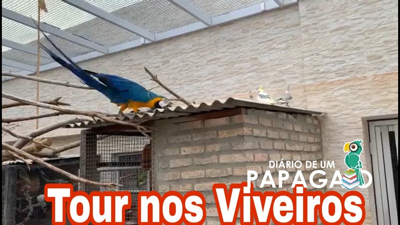 Tour nos Viveiros, Papagaio, Arara, Calopsitas