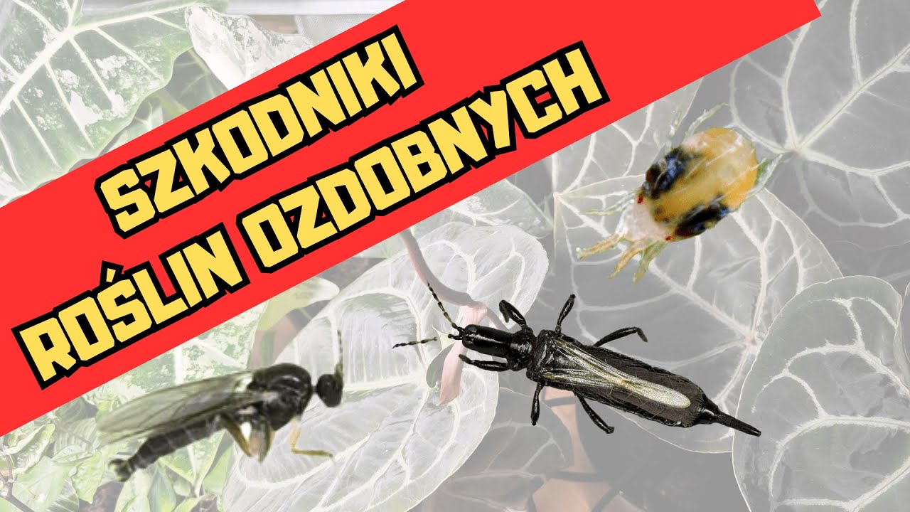 SZKODNIKI ROŚLIN OZDOBNYCH - dowiedz się jak je zwalczać! #hydroponika #roślinydomowe