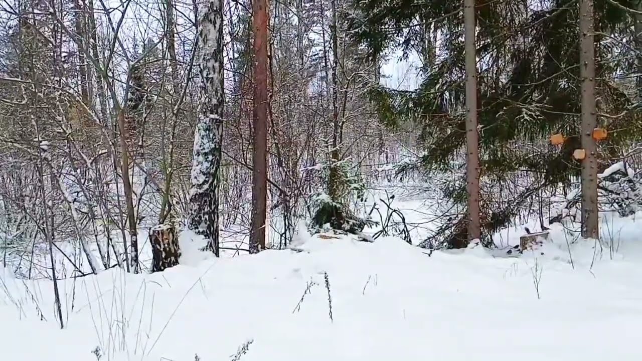 Дика природа Норвегії де птахи почувають себе вільно.