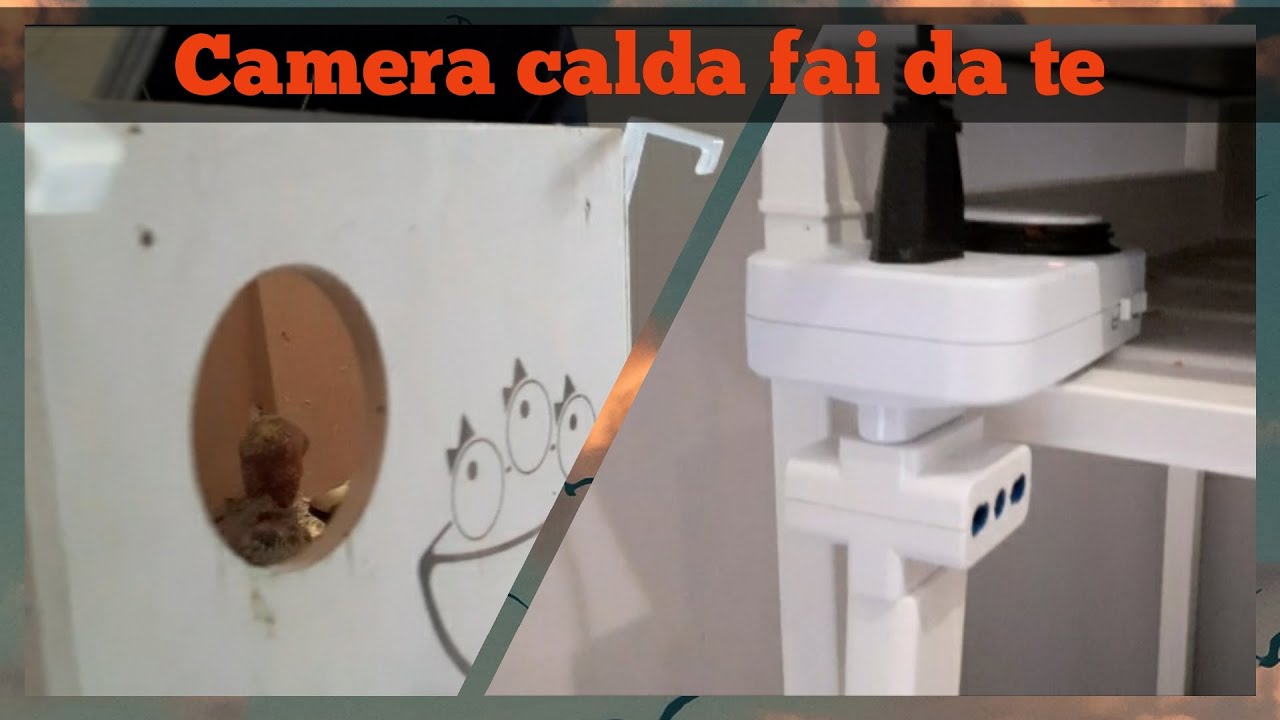 Togliere i pulli di inseparabile dal nido, ci siamo. Camera calda fatta in casa
