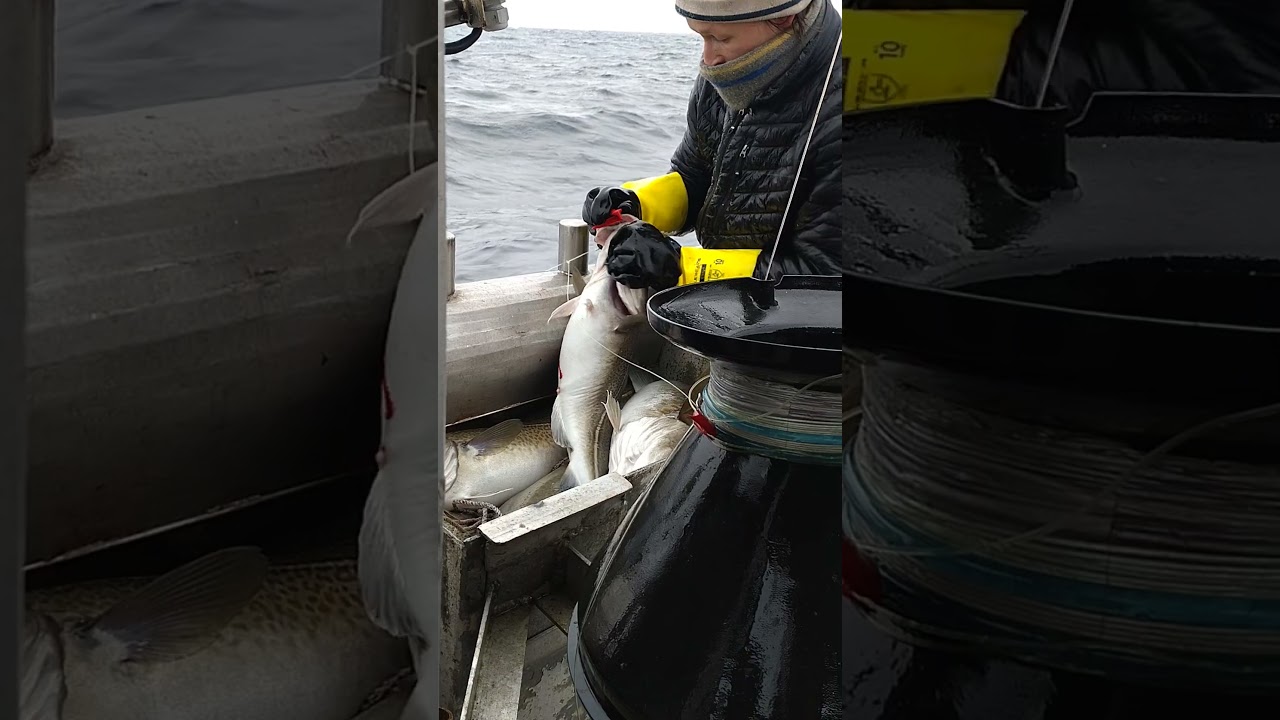Skreifiske utenfor S&oslash;r&oslash;ya