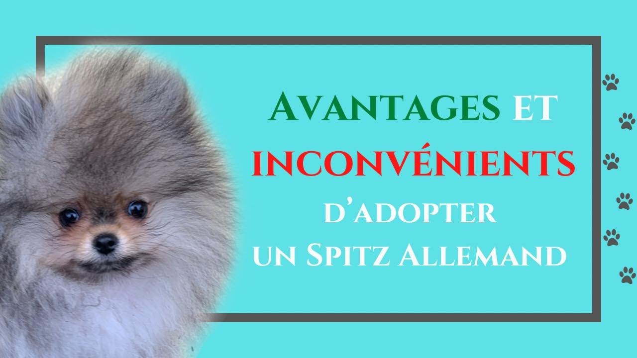 🐶 6 AVANTAGES et 5 INCONVÉNIENTS d'adopter un Poméranien 🐾 : ✦ 100% #POMERANIAN (PARTIE N°6)