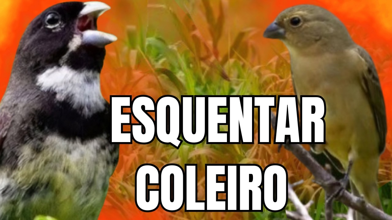 ESQUENTAR COLEIRO TUI TUI COM FÊMEA CHAMANDO E COLEIRO TUI TUI PARA ESQUENTAR COLEIRO TUI TUI