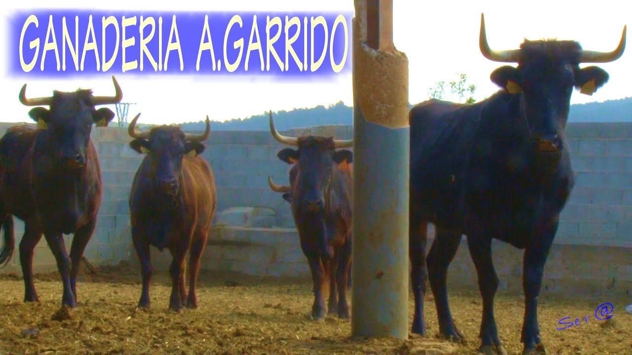 ✅2023 OROPESA del MAR  01 Ganadería Alberto Garrido