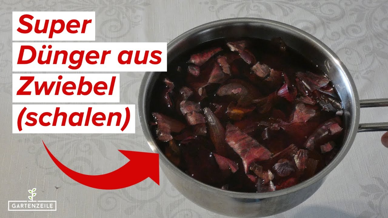Zwiebelschalen als Dünger [So verwendest du den kostenlosen Dünger richtig]