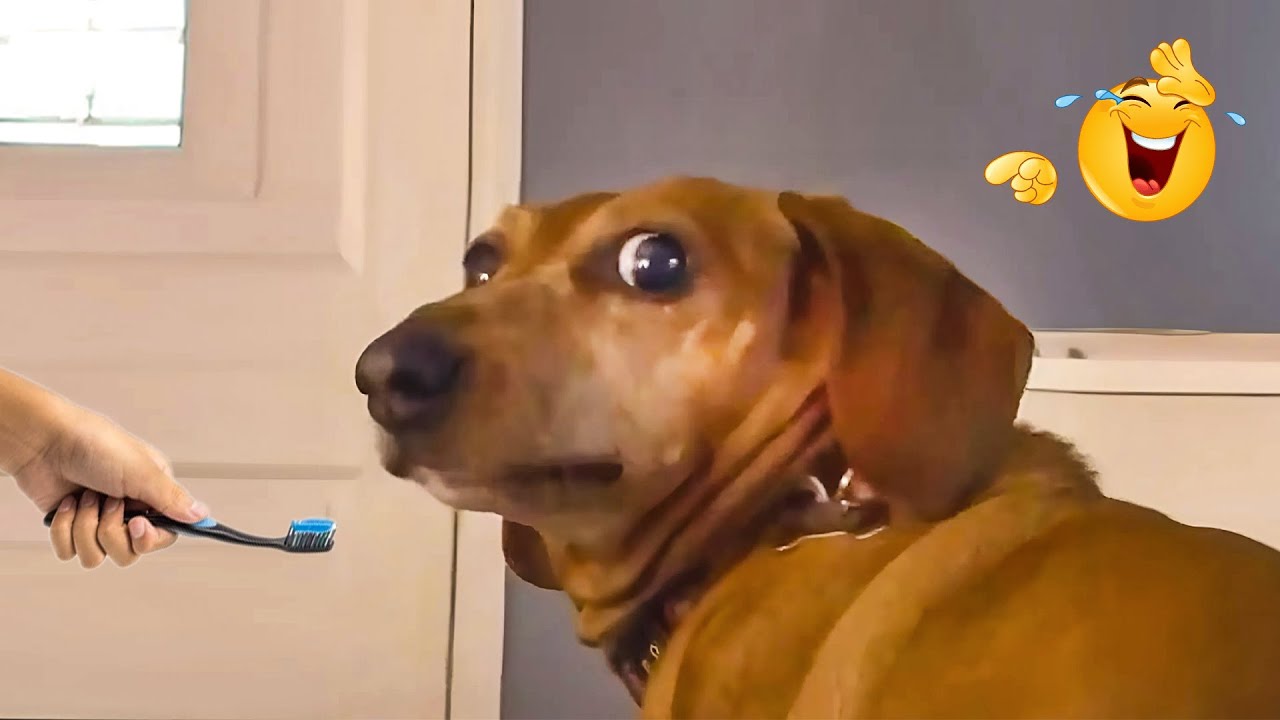 Smarty Funny Animal Video Clips 😹🐶 The Funniest Cat & Dog Moments Compilation 😁.
