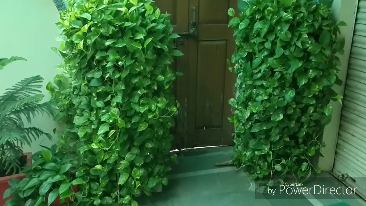 Money plant planter idea
