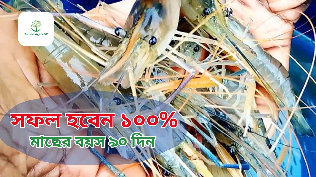 আধুনিক পদ্ধতিতে গলদা চিংড়ি চাষ।। Santo Agro BD ||গলদা চিংড়ি মাছ চাষ ||পুকুরে গলদা চিংড়ি চাষের পদ্ধতি