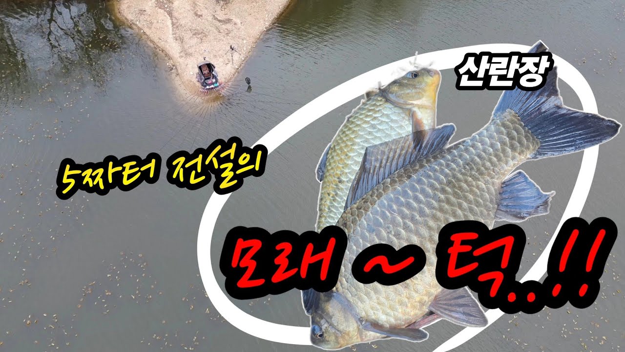붕어낚시 , 배가 터질듯한 덩어리가 산란장 붙였다.!! 시즌을 알리는 5짜터 걸면 4짜나 허리급 붕어(Korean big fishing)