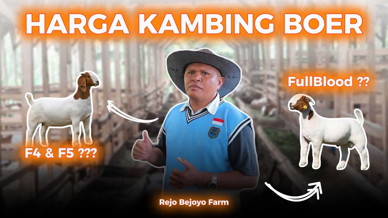 HARGA KAMBING BOER FULLBLOOD, F4 & F5 | REJO BEJOYO FARM