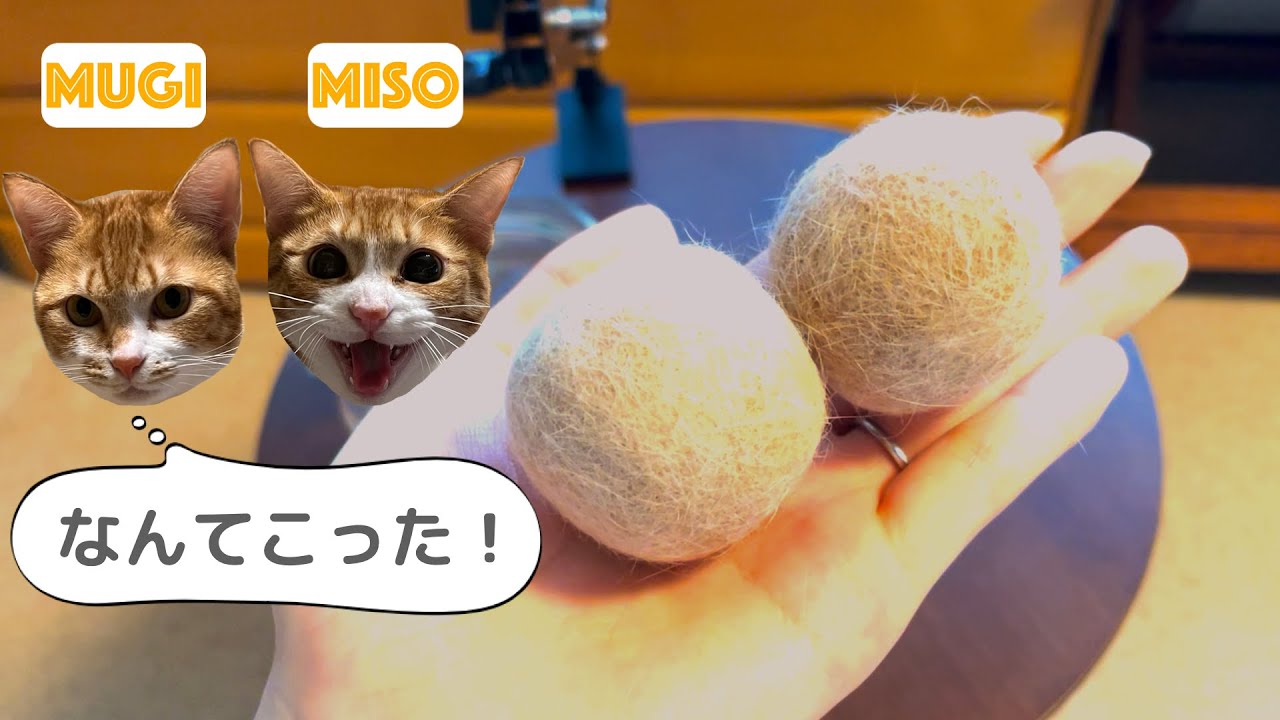 猫が大興奮する毛玉ボールの作り方【保護猫姉妹】