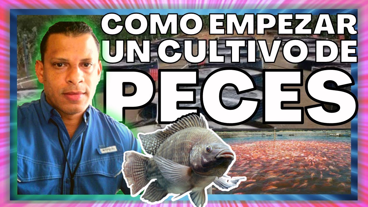 ✅ Introducción a la Crianza de PECES 🐟 Tilapia - Mojarra | 👨🏽‍🏫 Cursos GRATIS 💯🇩🇴 ACUICULTURA