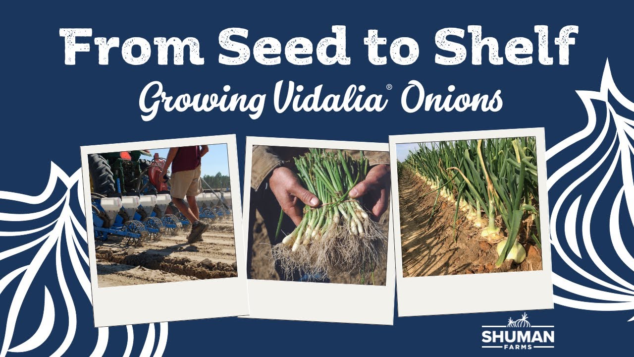 From Seed to Shelf - Growing Vidalia Onions